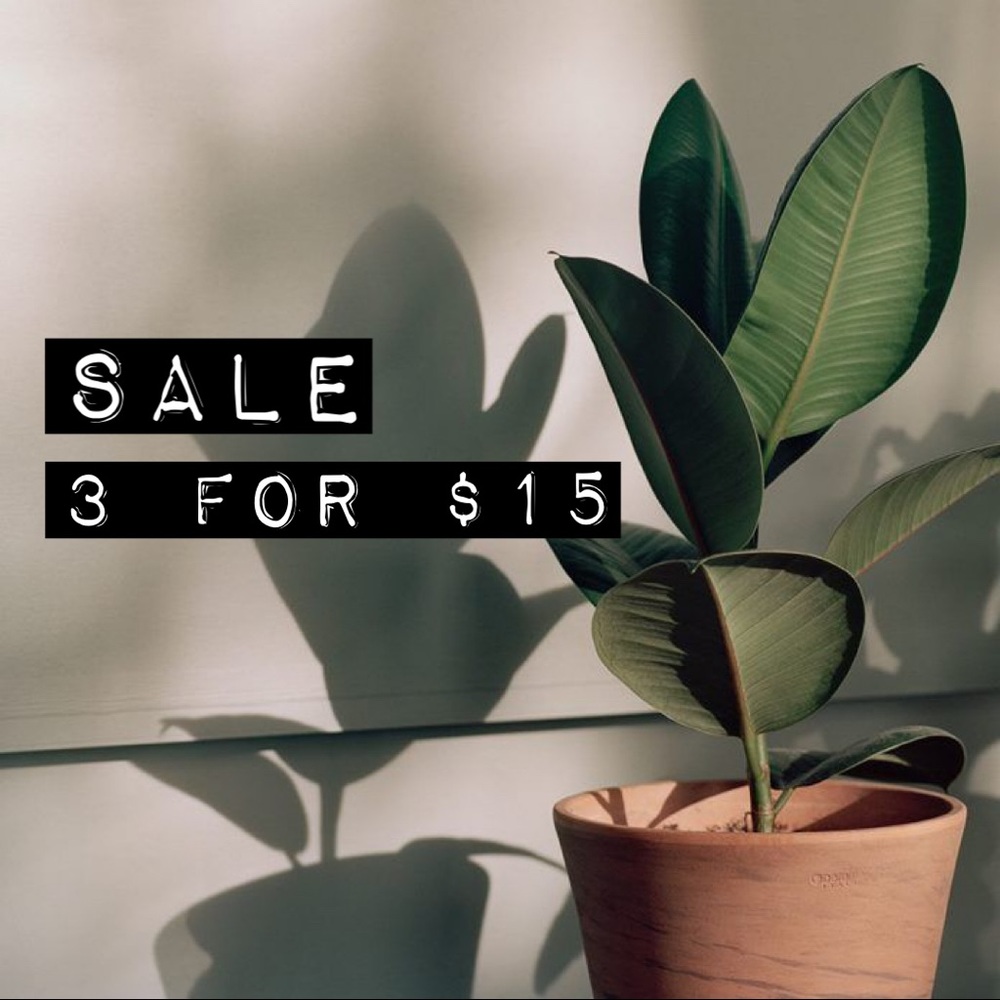 🪴3/$15🪴   SALE - Picture 5 of 6